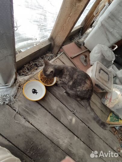 Отдаю в добрые руки