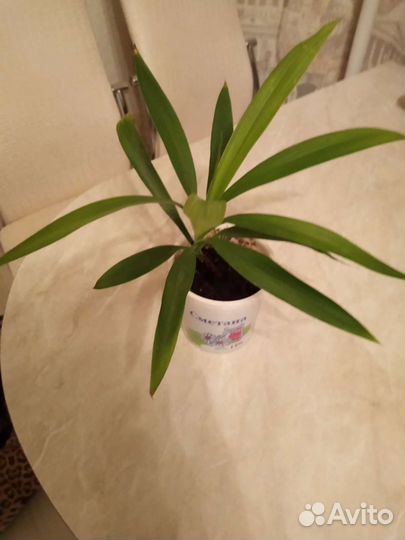 Популярный цветок Драцена укоренённые отростки