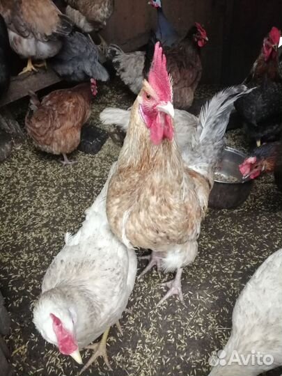 Петухи домашние