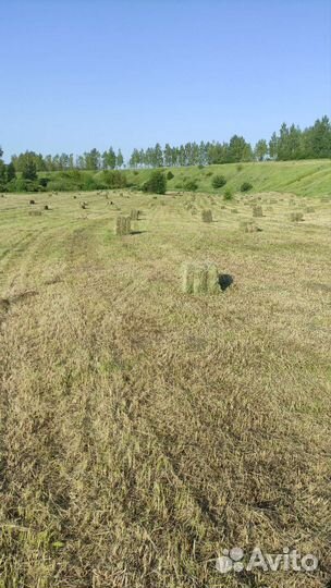 Сено в тюках 2023