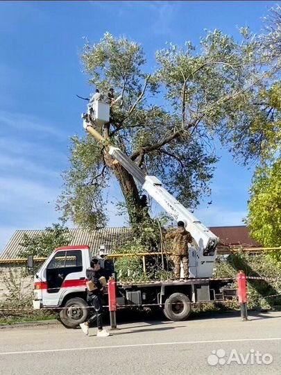 Спил деревьев