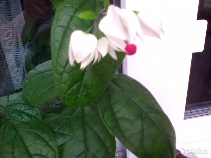 Продам цветок Клеродендрон