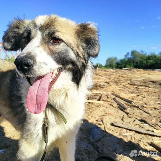 Мэгги ищет дом