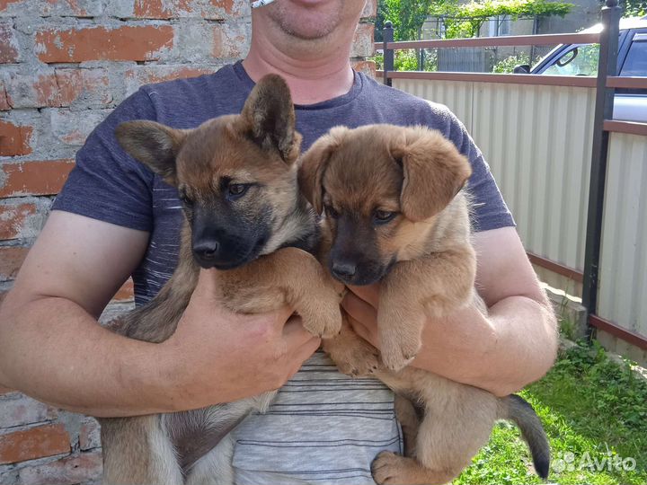 Девочки дворняжки от маленькой собачки