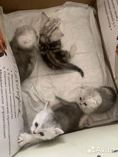 Шотландские вислоухие котята