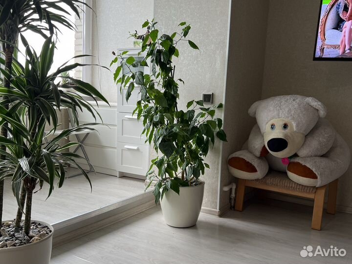 Китайская роза