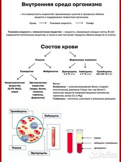 Репетитор по биологии ОГЭ онлайн