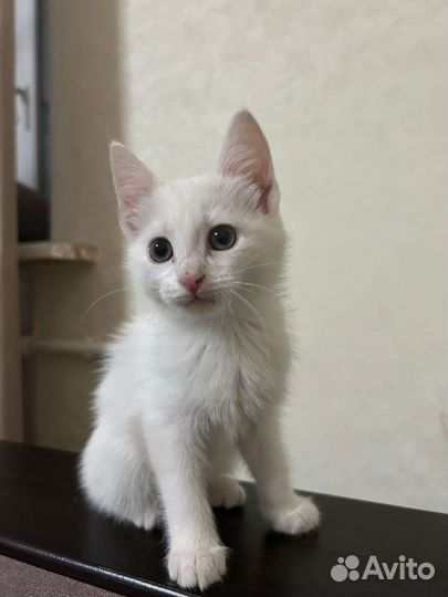 Кошка в дар