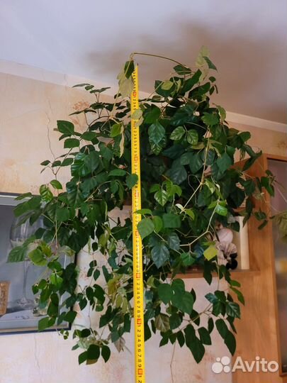 Цысус (березка)