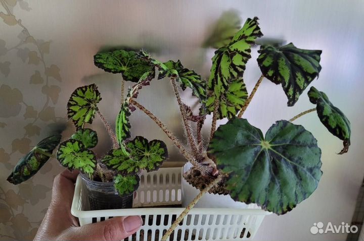 Крассула, бегония декоративно лиственная