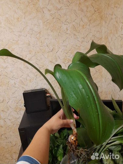 Эухарис амазонская лилия