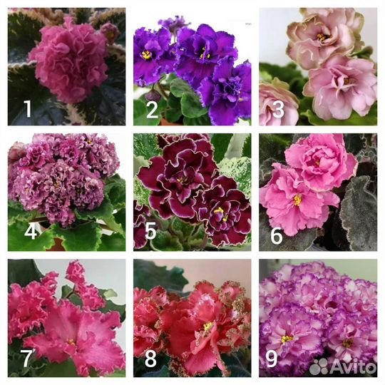 Листы сортовых фиалок(отправляю почтой)