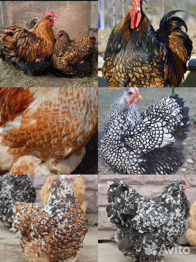 Инкубационное яйцо породной птицы