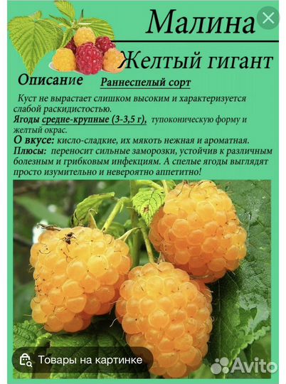 Малина желтый гигант