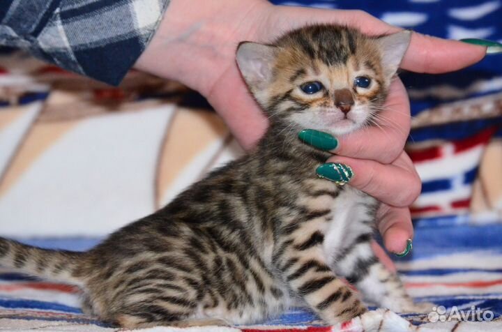 Бенгальская