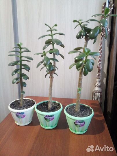 Денежные деревца