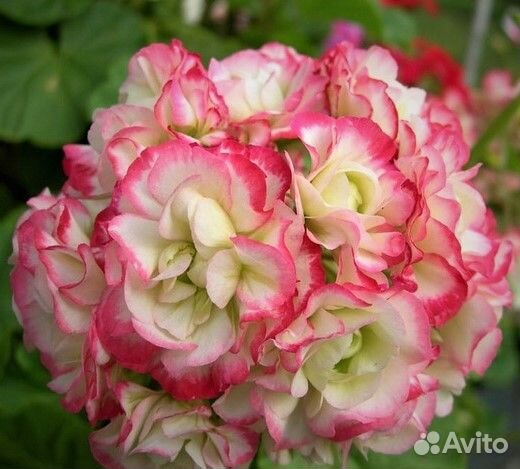 Пеларгонии(герани ) сортовые