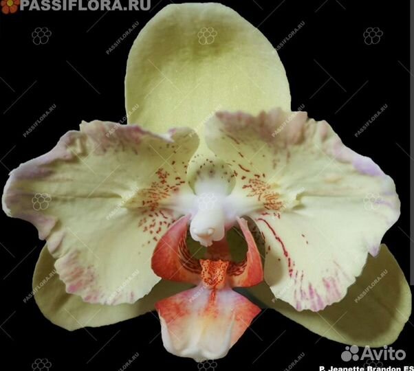 Орхидея Phal. Jeannette Brandon