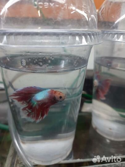 Рыбка петушок