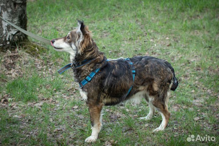 Красавица Матильда в добрые руки