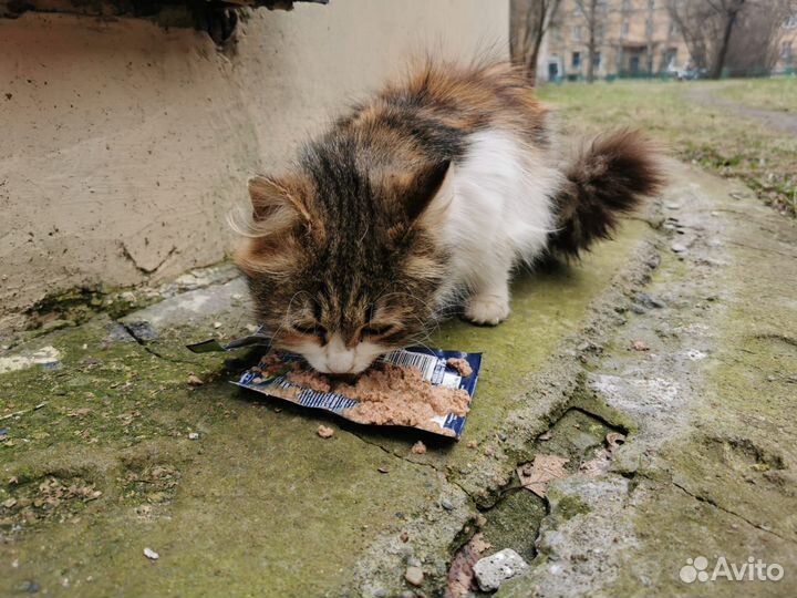 Кошечка на улице, помогите пожалуйста спасти