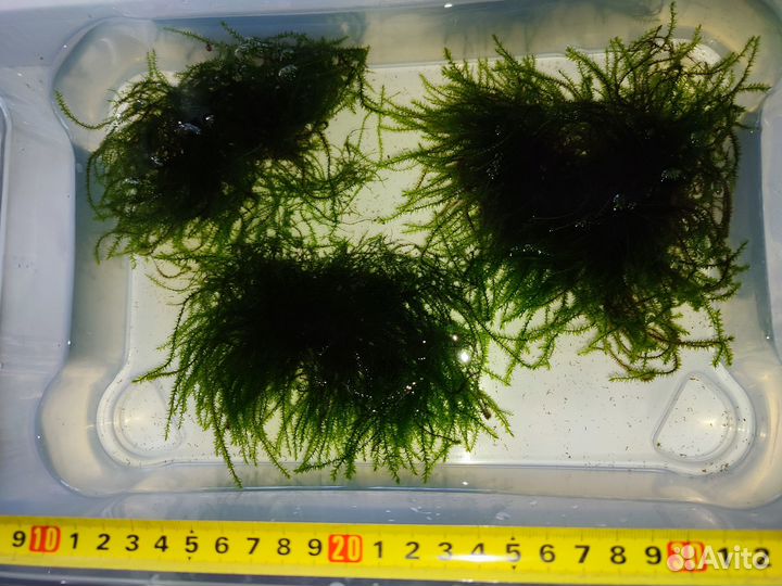Яванский мох для аквариума