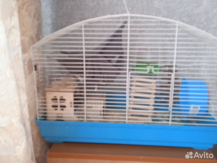 Клетка с хомяками