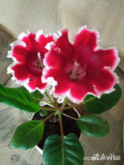 Глоксинии листочки на срез, разных сортов