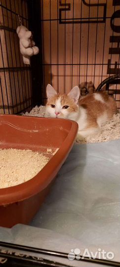 Передержка кошек,котят,выкорм,карантин ул.котят