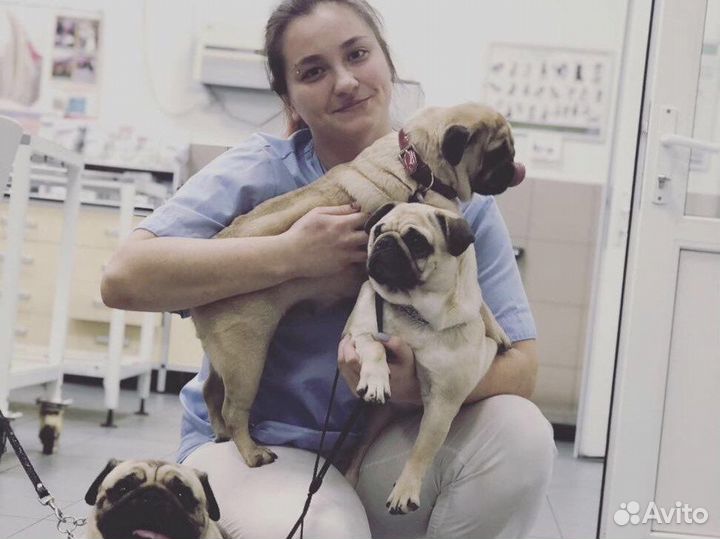 Передержка собак и кошек / догситтер