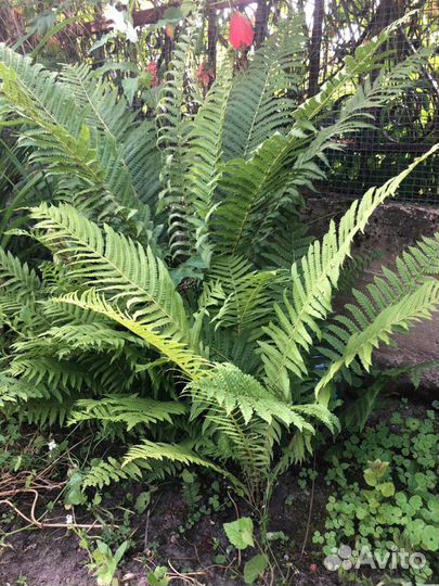 Многолетники