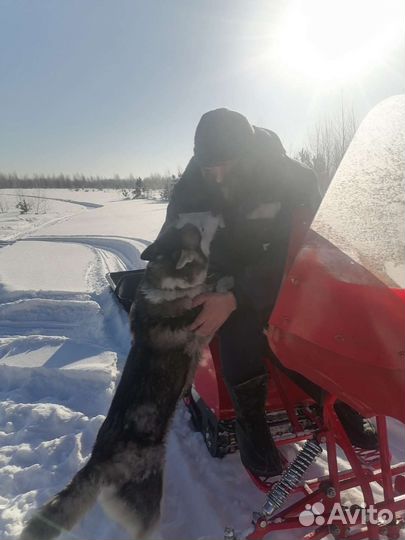 Мотобуксировщик с лыжным модулем