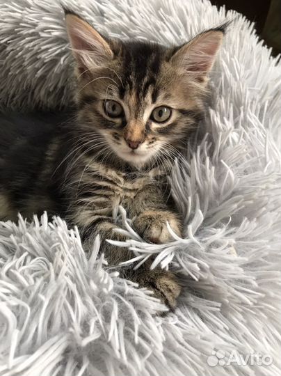 Кошки в добрые руки бесплатно