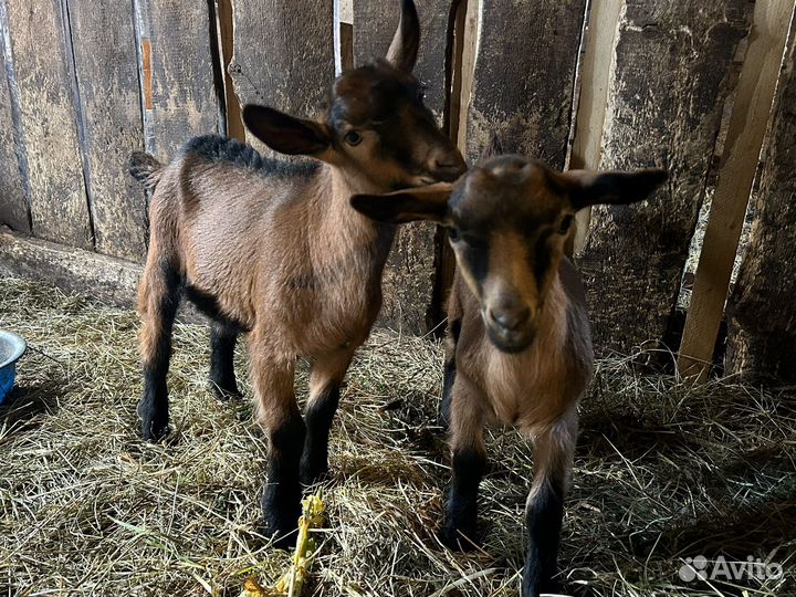 Козлята породы Чешские