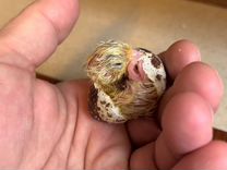 Инкубационное яйцо, утяж. техасского перепела