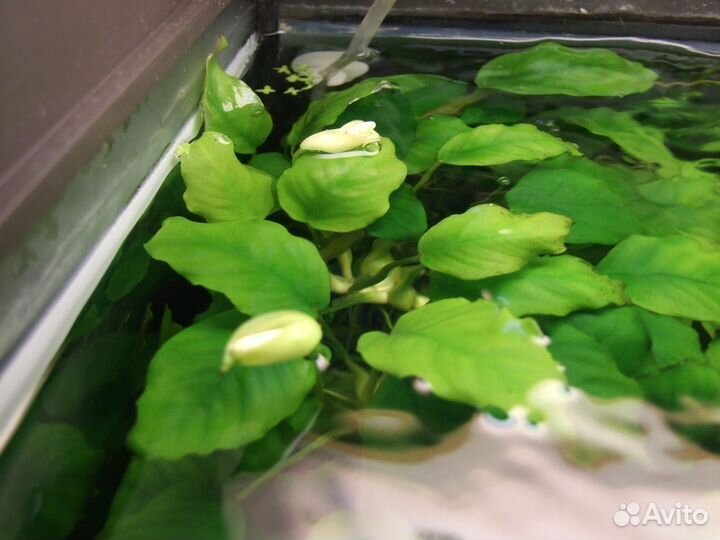 Цветущие анубиасы или обмен