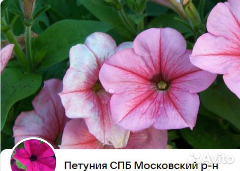 Осмокот экзакт стандарт 3-4