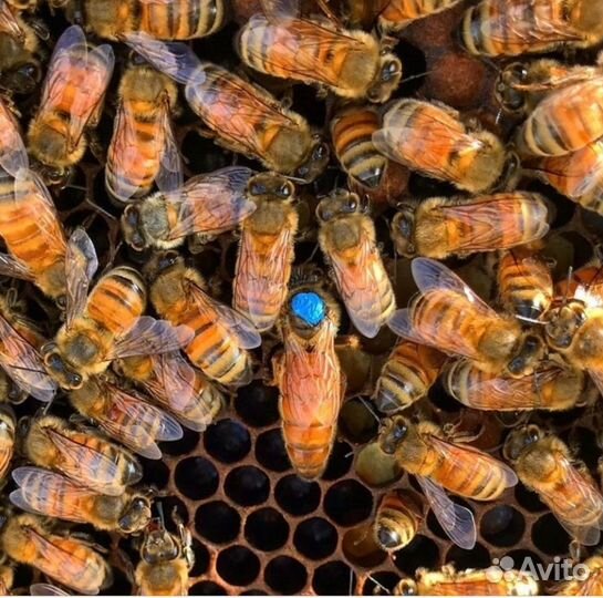 Пчеломатки Бакфаст неплодные