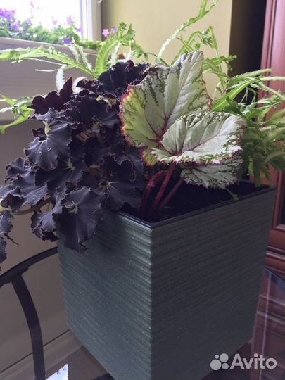 Композиция интерьерная из живых растений