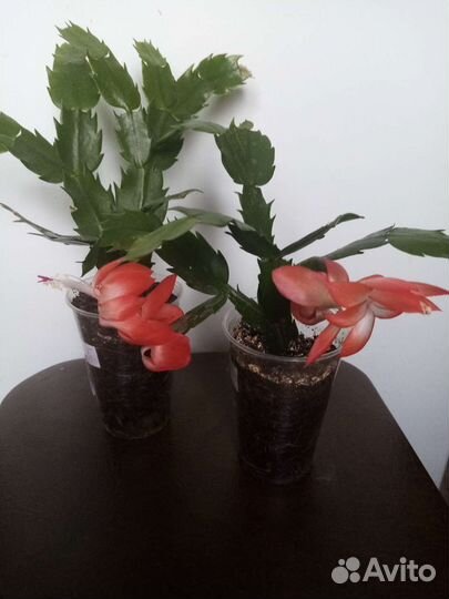 Комнатные цветы