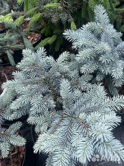 Ель глаука глобоза