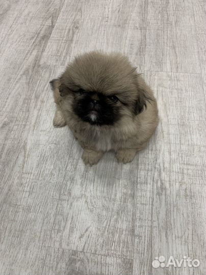Собаки щенки Пекинес