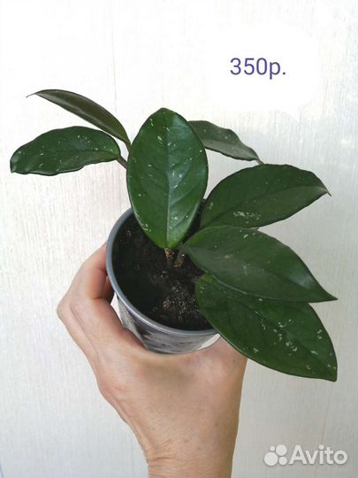 Цветы комнатные. Хойя