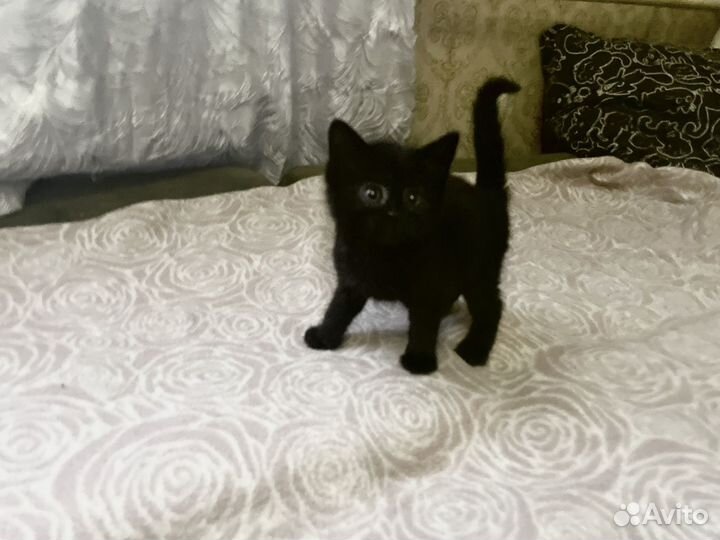 Милые котята