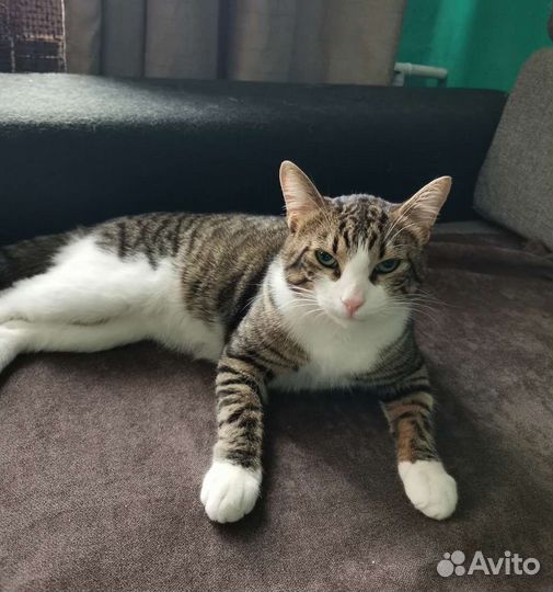 Стерилизация кошек и кастрация котов