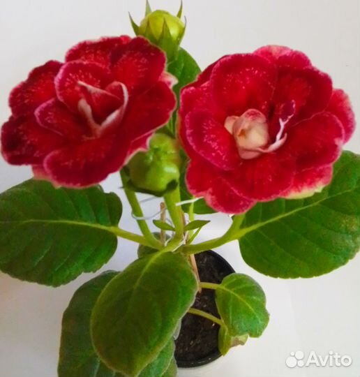 Сортовые глоксинии