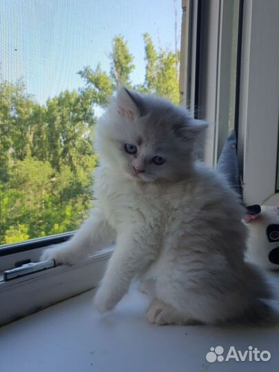 Шотландские котята