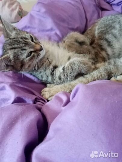 Котята в дар