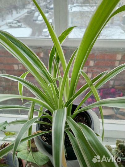 Комнатные цветы