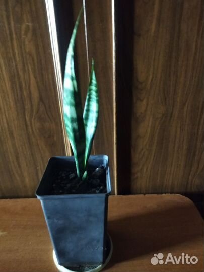 Сансевиерия